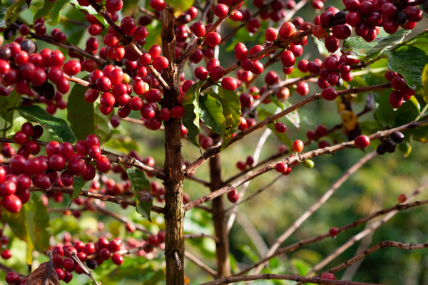 What is Arabica coffee? Understand the difference between Arabica and Robusta at once.